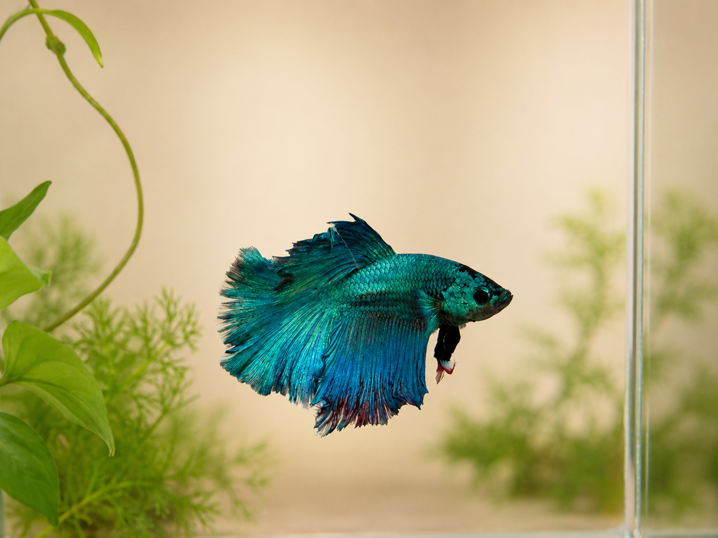 ハーフムーンの若魚